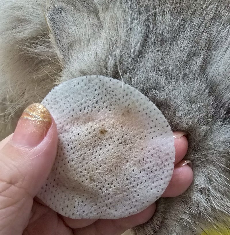 女人知己試用大隊,口碑行銷,部落客行銷,歸毛家族,歸毛家族萌耳液,歸毛家族萌耳靈,Goodmofamily歸毛家族 寵物萌耳保衛組,歸毛家族 萌耳保衛組,萌耳液,萌耳靈,精萃營養霜,耳道營養保護力,平衡耳道內油脂分泌,無抗生素,無類固醇,神經醯胺,歐盟有機認證成分,19種綜合胺基酸,榮獲SNQ國家認證,上萬毛爸媽見證,3週幫助耳道健康