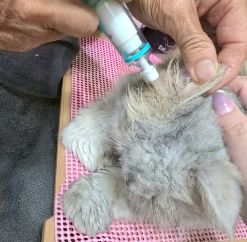 女人知己試用大隊,口碑行銷,部落客行銷,歸毛家族,歸毛家族萌耳液,歸毛家族萌耳靈,Goodmofamily歸毛家族 寵物萌耳保衛組,歸毛家族 萌耳保衛組,萌耳液,萌耳靈,精萃營養霜,耳道營養保護力,平衡耳道內油脂分泌,無抗生素,無類固醇,神經醯胺,歐盟有機認證成分,19種綜合胺基酸,榮獲SNQ國家認證,上萬毛爸媽見證,3週幫助耳道健康