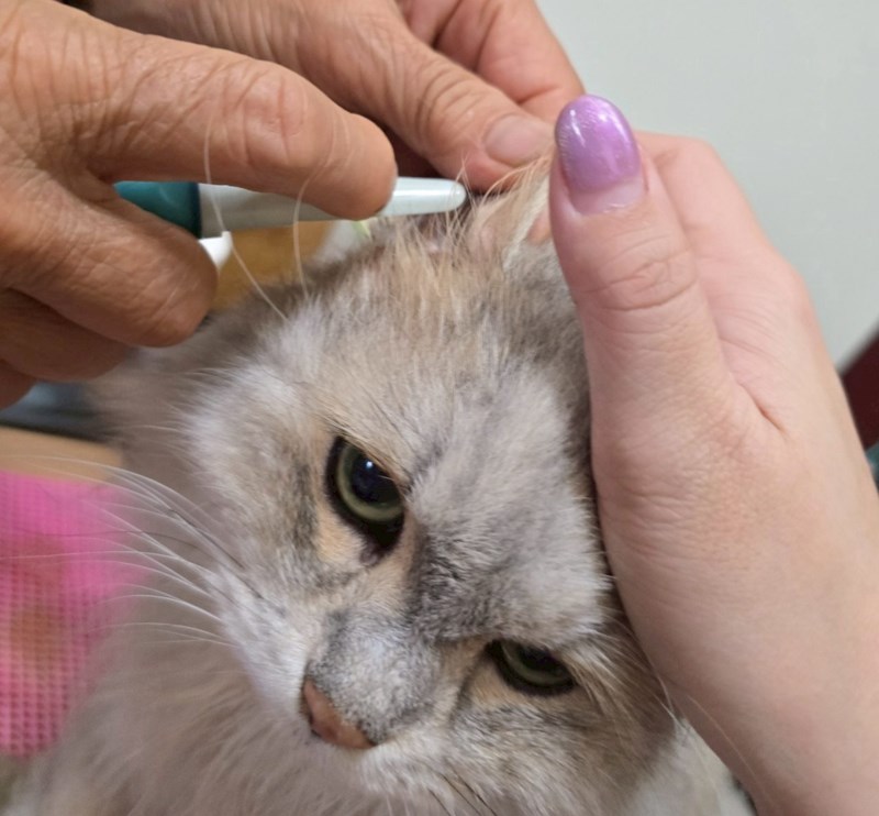 女人知己試用大隊,口碑行銷,部落客行銷,歸毛家族,歸毛家族萌耳液,歸毛家族萌耳靈,Goodmofamily歸毛家族 寵物萌耳保衛組,歸毛家族 萌耳保衛組,萌耳液,萌耳靈,精萃營養霜,耳道營養保護力,平衡耳道內油脂分泌,無抗生素,無類固醇,神經醯胺,歐盟有機認證成分,19種綜合胺基酸,榮獲SNQ國家認證,上萬毛爸媽見證,3週幫助耳道健康