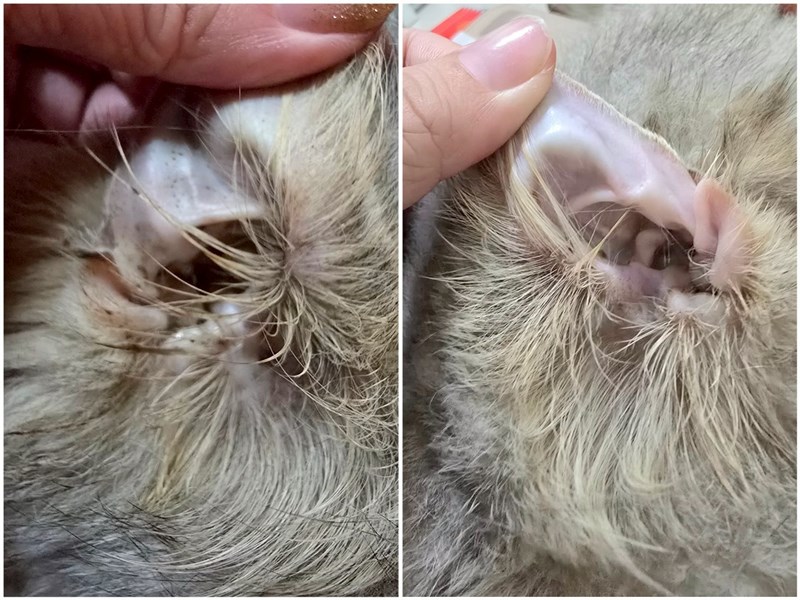 女人知己試用大隊,口碑行銷,部落客行銷,歸毛家族,歸毛家族萌耳液,歸毛家族萌耳靈,Goodmofamily歸毛家族 寵物萌耳保衛組,歸毛家族 萌耳保衛組,萌耳液,萌耳靈,精萃營養霜,耳道營養保護力,平衡耳道內油脂分泌,無抗生素,無類固醇,神經醯胺,歐盟有機認證成分,19種綜合胺基酸,榮獲SNQ國家認證,上萬毛爸媽見證,3週幫助耳道健康