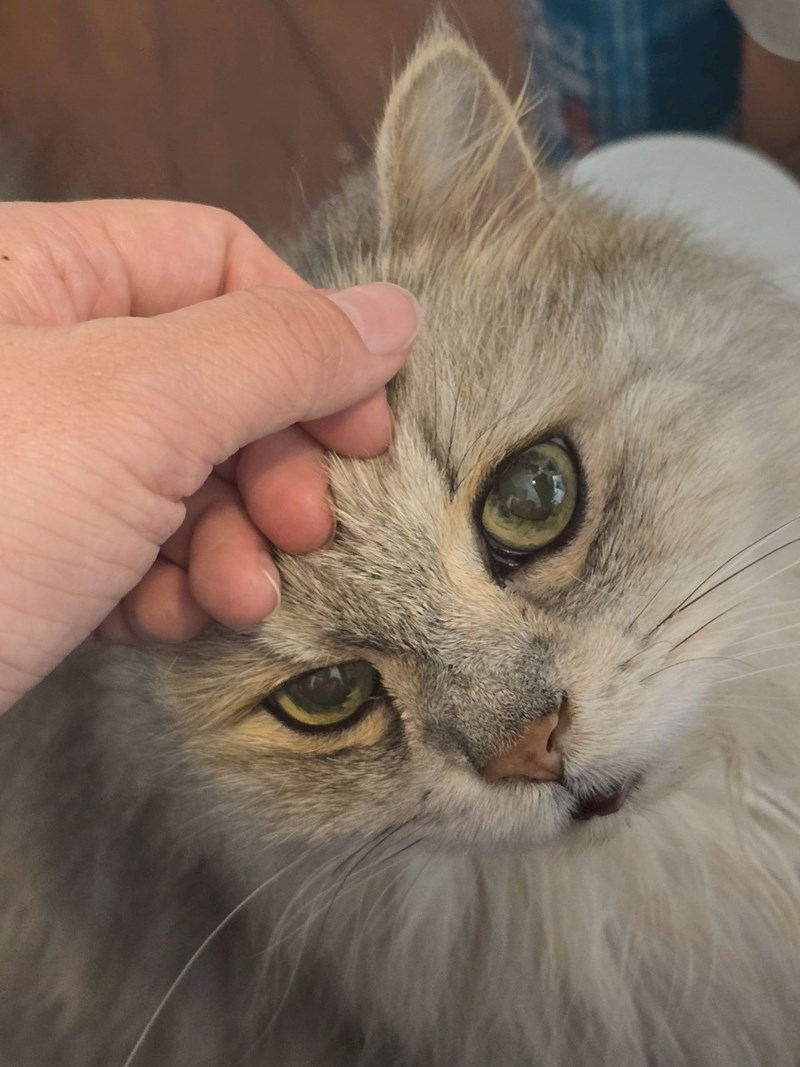 女人知己試用大隊,口碑行銷,部落客行銷,歸毛家族,歸毛家族萌耳液,歸毛家族萌耳靈,Goodmofamily歸毛家族 寵物萌耳保衛組,歸毛家族 萌耳保衛組,萌耳液,萌耳靈,精萃營養霜,耳道營養保護力,平衡耳道內油脂分泌,無抗生素,無類固醇,神經醯胺,歐盟有機認證成分,19種綜合胺基酸,榮獲SNQ國家認證,上萬毛爸媽見證,3週幫助耳道健康
