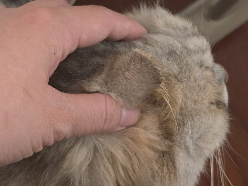 女人知己試用大隊,口碑行銷,部落客行銷,歸毛家族,歸毛家族萌耳液,歸毛家族萌耳靈,Goodmofamily歸毛家族 寵物萌耳保衛組,歸毛家族 萌耳保衛組,萌耳液,萌耳靈,精萃營養霜,耳道營養保護力,平衡耳道內油脂分泌,無抗生素,無類固醇,神經醯胺,歐盟有機認證成分,19種綜合胺基酸,榮獲SNQ國家認證,上萬毛爸媽見證,3週幫助耳道健康