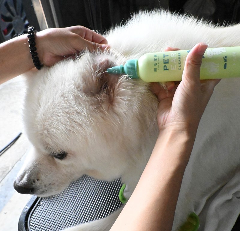 女人知己試用大隊,口碑行銷,部落客行銷,歸毛家族,歸毛家族萌耳液,歸毛家族萌耳靈,Goodmofamily歸毛家族 寵物萌耳保衛組,歸毛家族 萌耳保衛組,萌耳液,萌耳靈,精萃營養霜,耳道營養保護力,平衡耳道內油脂分泌,無抗生素,無類固醇,神經醯胺,歐盟有機認證成分,19種綜合胺基酸,榮獲SNQ國家認證,上萬毛爸媽見證,3週幫助耳道健康