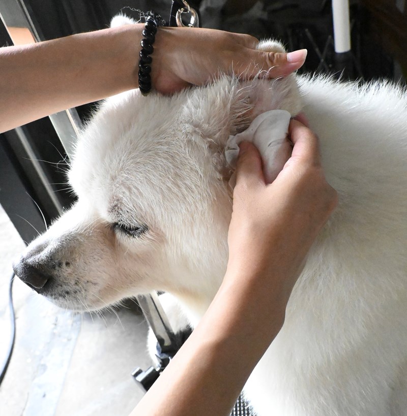 女人知己試用大隊,口碑行銷,部落客行銷,歸毛家族,歸毛家族萌耳液,歸毛家族萌耳靈,Goodmofamily歸毛家族 寵物萌耳保衛組,歸毛家族 萌耳保衛組,萌耳液,萌耳靈,精萃營養霜,耳道營養保護力,平衡耳道內油脂分泌,無抗生素,無類固醇,神經醯胺,歐盟有機認證成分,19種綜合胺基酸,榮獲SNQ國家認證,上萬毛爸媽見證,3週幫助耳道健康
