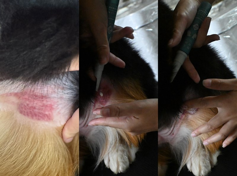 女人知己試用大隊,口碑行銷,部落客行銷,歸毛家族,歸毛家族萌耳液,歸毛家族萌耳靈,Goodmofamily歸毛家族 寵物萌耳保衛組,歸毛家族 萌耳保衛組,萌耳液,萌耳靈,精萃營養霜,耳道營養保護力,平衡耳道內油脂分泌,無抗生素,無類固醇,神經醯胺,歐盟有機認證成分,19種綜合胺基酸,榮獲SNQ國家認證,上萬毛爸媽見證,3週幫助耳道健康