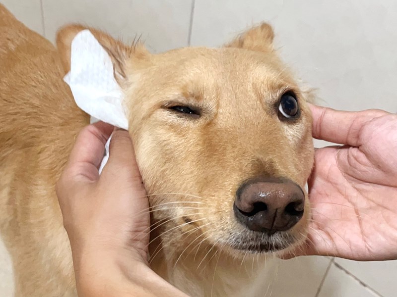 女人知己試用大隊,口碑行銷,部落客行銷,歸毛家族,歸毛家族萌耳液,歸毛家族萌耳靈,Goodmofamily歸毛家族 寵物萌耳保衛組,歸毛家族 萌耳保衛組,萌耳液,萌耳靈,精萃營養霜,耳道營養保護力,平衡耳道內油脂分泌,無抗生素,無類固醇,神經醯胺,歐盟有機認證成分,19種綜合胺基酸,榮獲SNQ國家認證,上萬毛爸媽見證,3週幫助耳道健康