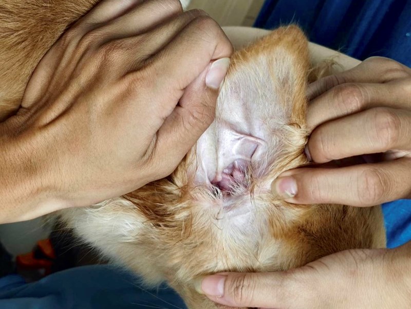 女人知己試用大隊,口碑行銷,部落客行銷,歸毛家族,歸毛家族萌耳液,歸毛家族萌耳靈,Goodmofamily歸毛家族 寵物萌耳保衛組,歸毛家族 萌耳保衛組,萌耳液,萌耳靈,精萃營養霜,耳道營養保護力,平衡耳道內油脂分泌,無抗生素,無類固醇,神經醯胺,歐盟有機認證成分,19種綜合胺基酸,榮獲SNQ國家認證,上萬毛爸媽見證,3週幫助耳道健康