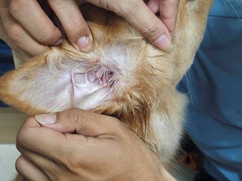 女人知己試用大隊,口碑行銷,部落客行銷,歸毛家族,歸毛家族萌耳液,歸毛家族萌耳靈,Goodmofamily歸毛家族 寵物萌耳保衛組,歸毛家族 萌耳保衛組,萌耳液,萌耳靈,精萃營養霜,耳道營養保護力,平衡耳道內油脂分泌,無抗生素,無類固醇,神經醯胺,歐盟有機認證成分,19種綜合胺基酸,榮獲SNQ國家認證,上萬毛爸媽見證,3週幫助耳道健康