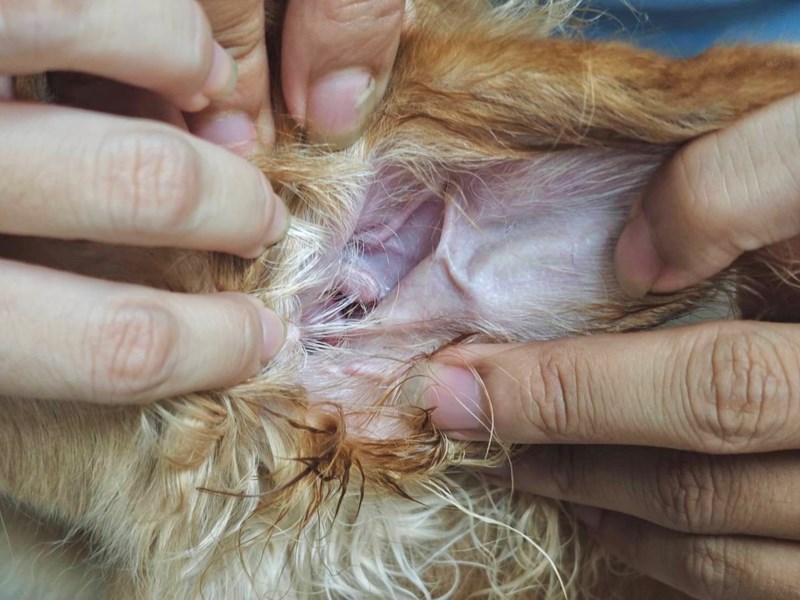 女人知己試用大隊,口碑行銷,部落客行銷,歸毛家族,歸毛家族萌耳液,歸毛家族萌耳靈,Goodmofamily歸毛家族 寵物萌耳保衛組,歸毛家族 萌耳保衛組,萌耳液,萌耳靈,精萃營養霜,耳道營養保護力,平衡耳道內油脂分泌,無抗生素,無類固醇,神經醯胺,歐盟有機認證成分,19種綜合胺基酸,榮獲SNQ國家認證,上萬毛爸媽見證,3週幫助耳道健康