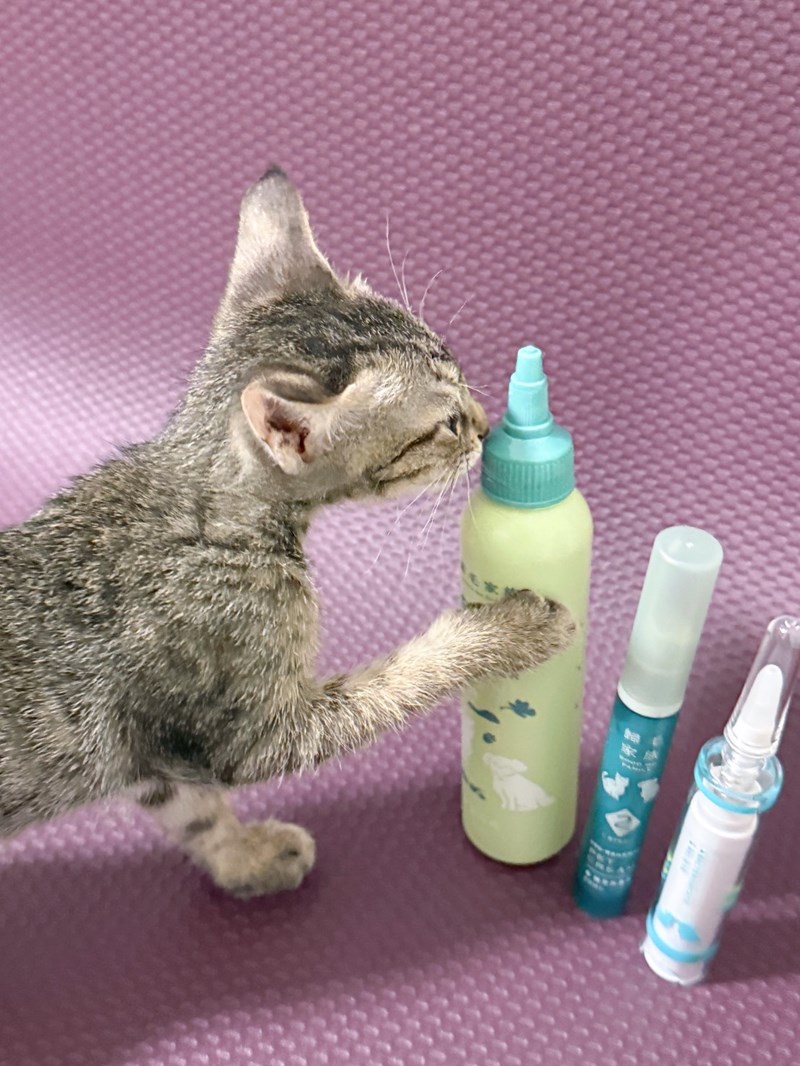 女人知己試用大隊,口碑行銷,部落客行銷,歸毛家族,歸毛家族萌耳液,歸毛家族萌耳靈,Goodmofamily歸毛家族 寵物萌耳保衛組,歸毛家族 萌耳保衛組,萌耳液,萌耳靈,精萃營養霜,耳道營養保護力,平衡耳道內油脂分泌,無抗生素,無類固醇,神經醯胺,歐盟有機認證成分,19種綜合胺基酸,榮獲SNQ國家認證,上萬毛爸媽見證,3週幫助耳道健康