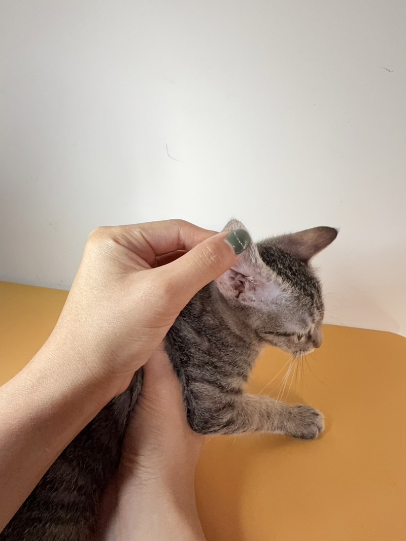 女人知己試用大隊,口碑行銷,部落客行銷,歸毛家族,歸毛家族萌耳液,歸毛家族萌耳靈,Goodmofamily歸毛家族 寵物萌耳保衛組,歸毛家族 萌耳保衛組,萌耳液,萌耳靈,精萃營養霜,耳道營養保護力,平衡耳道內油脂分泌,無抗生素,無類固醇,神經醯胺,歐盟有機認證成分,19種綜合胺基酸,榮獲SNQ國家認證,上萬毛爸媽見證,3週幫助耳道健康