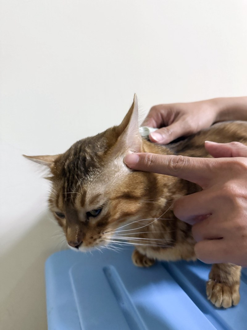 女人知己試用大隊,口碑行銷,部落客行銷,歸毛家族,歸毛家族萌耳液,歸毛家族萌耳靈,Goodmofamily歸毛家族 寵物萌耳保衛組,歸毛家族 萌耳保衛組,萌耳液,萌耳靈,精萃營養霜,耳道營養保護力,平衡耳道內油脂分泌,無抗生素,無類固醇,神經醯胺,歐盟有機認證成分,19種綜合胺基酸,榮獲SNQ國家認證,上萬毛爸媽見證,3週幫助耳道健康