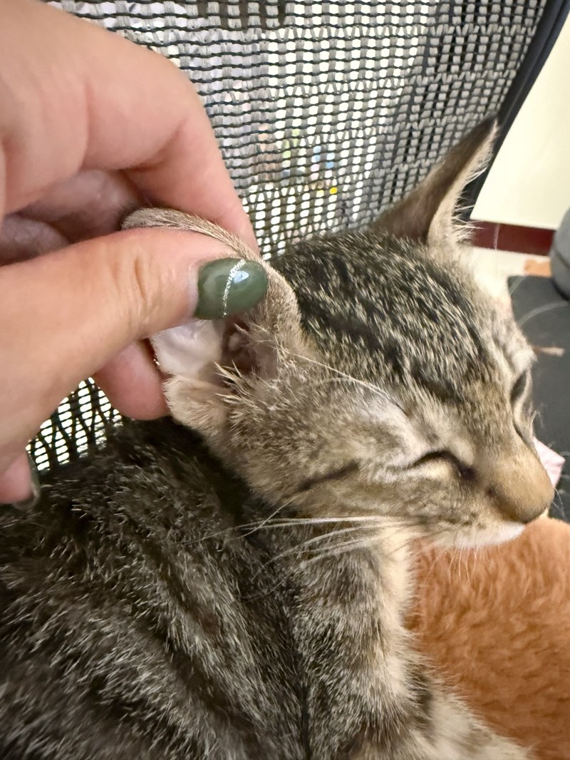 女人知己試用大隊,口碑行銷,部落客行銷,歸毛家族,歸毛家族萌耳液,歸毛家族萌耳靈,Goodmofamily歸毛家族 寵物萌耳保衛組,歸毛家族 萌耳保衛組,萌耳液,萌耳靈,精萃營養霜,耳道營養保護力,平衡耳道內油脂分泌,無抗生素,無類固醇,神經醯胺,歐盟有機認證成分,19種綜合胺基酸,榮獲SNQ國家認證,上萬毛爸媽見證,3週幫助耳道健康