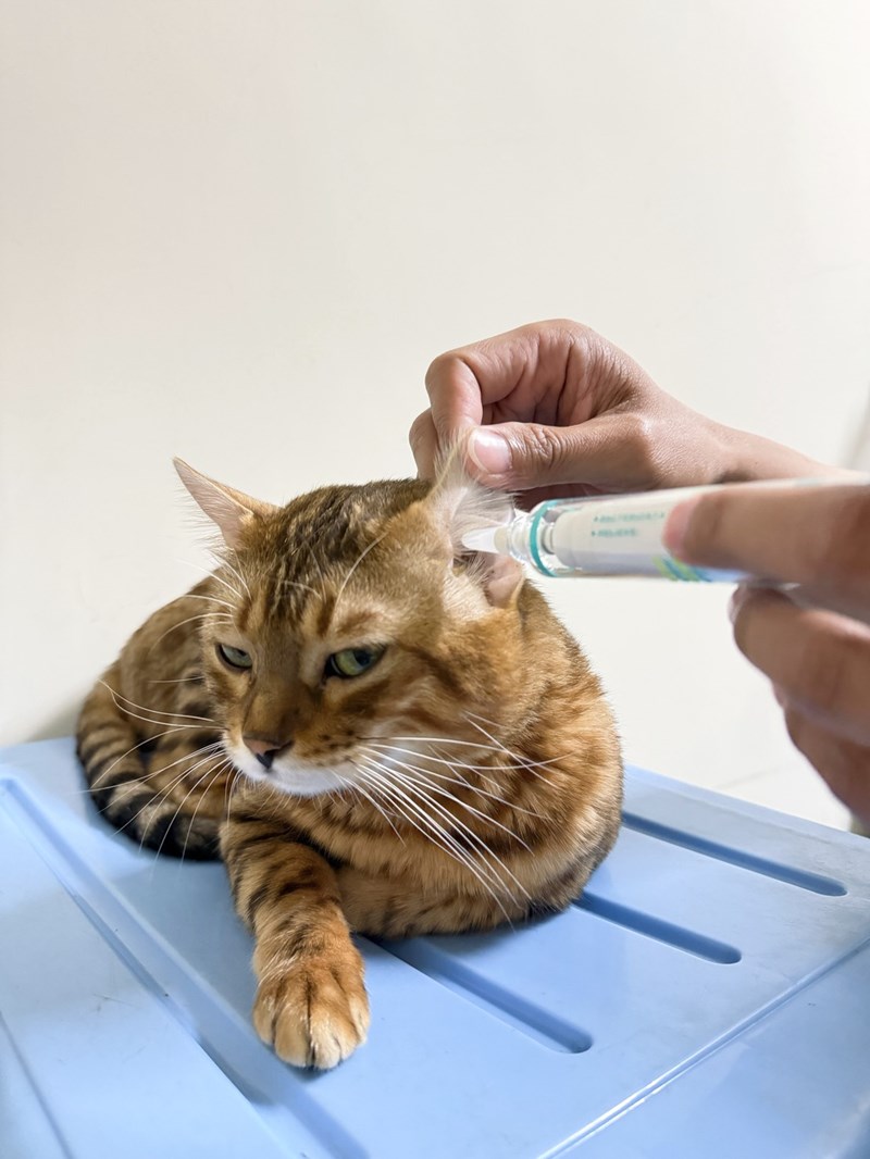 女人知己試用大隊,口碑行銷,部落客行銷,歸毛家族,歸毛家族萌耳液,歸毛家族萌耳靈,Goodmofamily歸毛家族 寵物萌耳保衛組,歸毛家族 萌耳保衛組,萌耳液,萌耳靈,精萃營養霜,耳道營養保護力,平衡耳道內油脂分泌,無抗生素,無類固醇,神經醯胺,歐盟有機認證成分,19種綜合胺基酸,榮獲SNQ國家認證,上萬毛爸媽見證,3週幫助耳道健康