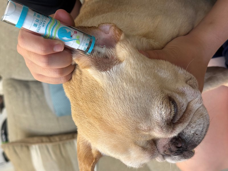 女人知己試用大隊,口碑行銷,部落客行銷,歸毛家族,歸毛家族萌耳液,歸毛家族萌耳靈,Goodmofamily歸毛家族 寵物萌耳保衛組,歸毛家族 萌耳保衛組,萌耳液,萌耳靈,精萃營養霜,耳道營養保護力,平衡耳道內油脂分泌,無抗生素,無類固醇,神經醯胺,歐盟有機認證成分,19種綜合胺基酸,榮獲SNQ國家認證,上萬毛爸媽見證,3週幫助耳道健康