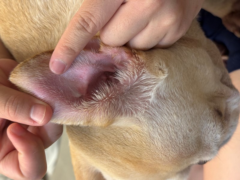 女人知己試用大隊,口碑行銷,部落客行銷,歸毛家族,歸毛家族萌耳液,歸毛家族萌耳靈,Goodmofamily歸毛家族 寵物萌耳保衛組,歸毛家族 萌耳保衛組,萌耳液,萌耳靈,精萃營養霜,耳道營養保護力,平衡耳道內油脂分泌,無抗生素,無類固醇,神經醯胺,歐盟有機認證成分,19種綜合胺基酸,榮獲SNQ國家認證,上萬毛爸媽見證,3週幫助耳道健康