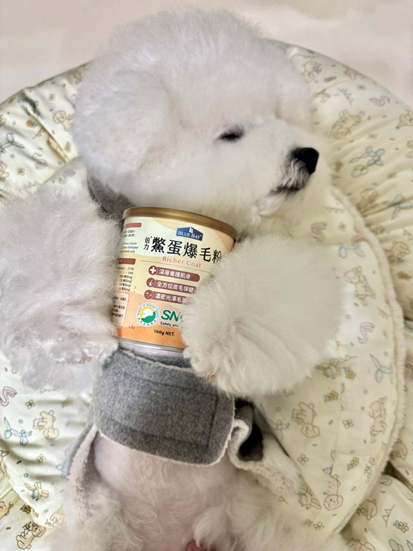 女人知己試用大隊,口碑行銷,部落客行銷,bluebay倍力鱉蛋爆毛養膚粉,倍力鱉蛋粉,鱉蛋粉推薦,養毛粉,換季掉毛,爆毛滑順,皮毛搔癢,鱉蛋粉皮膚,老狗鱉蛋粉,貓咪鱉蛋粉,搔抓,貓皮膚病/貓癬,皮膚保健,皮毛保健