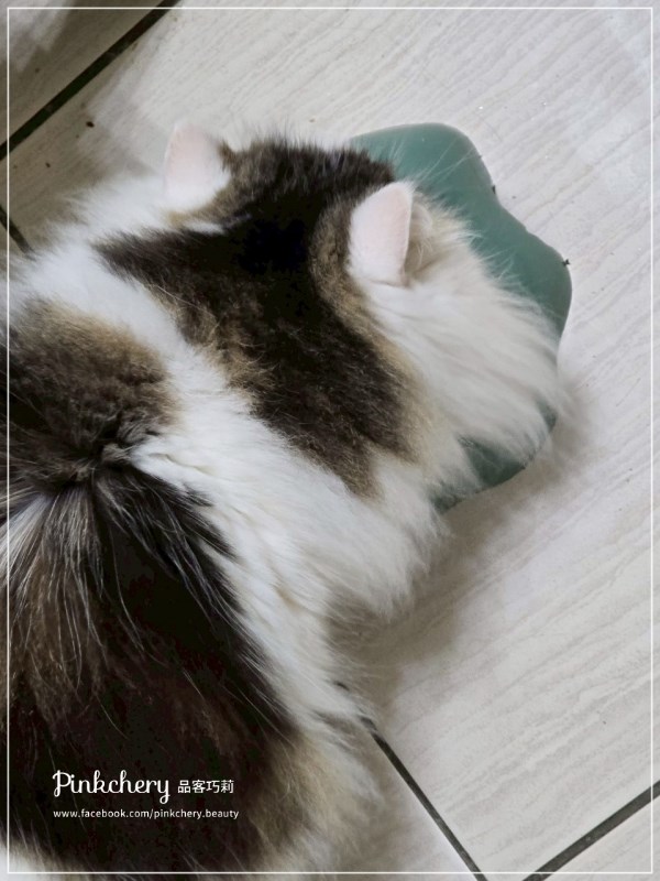 女人知己試用大隊,口碑行銷,部落客行銷,來自純淨自然無汙染的紐西蘭,自然主食罐,GHR 健康主義,GHR,貓用主食罐,貓罐,GHR貓用無穀主食罐,雞肉蔓越莓配方,鹿肉雞肉配方,牛羊加雞配方,刷尾負鼠肉雞肉配方,評價,口碑,適口性佳,心得,紐西蘭GHR,罐頭,貓咪,牛磺酸,軟骨素,維生素關節保健