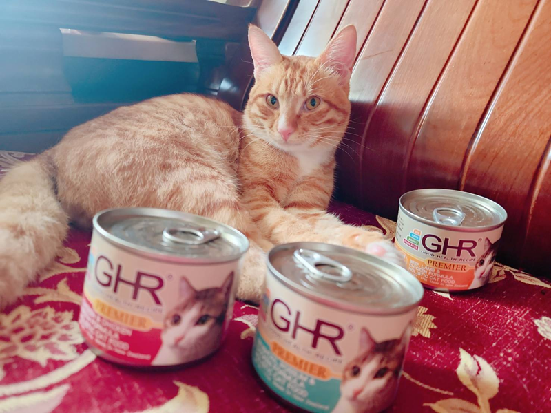 女人知己試用大隊,口碑行銷,部落客行銷,來自純淨自然無汙染的紐西蘭,自然主食罐,GHR 健康主義,GHR,貓用主食罐,貓罐,GHR貓用無穀主食罐,雞肉蔓越莓配方,鹿肉雞肉配方,牛羊加雞配方,刷尾負鼠肉雞肉配方,評價,口碑,適口性佳,心得,紐西蘭GHR,罐頭,貓咪,牛磺酸,軟骨素,維生素關節保健