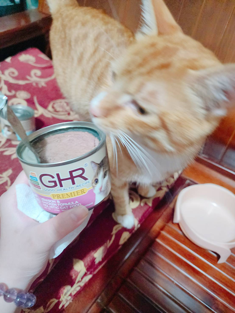 女人知己試用大隊,口碑行銷,部落客行銷,來自純淨自然無汙染的紐西蘭,自然主食罐,GHR 健康主義,GHR,貓用主食罐,貓罐,GHR貓用無穀主食罐,雞肉蔓越莓配方,鹿肉雞肉配方,牛羊加雞配方,刷尾負鼠肉雞肉配方,評價,口碑,適口性佳,心得,紐西蘭GHR,罐頭,貓咪,牛磺酸,軟骨素,維生素關節保健