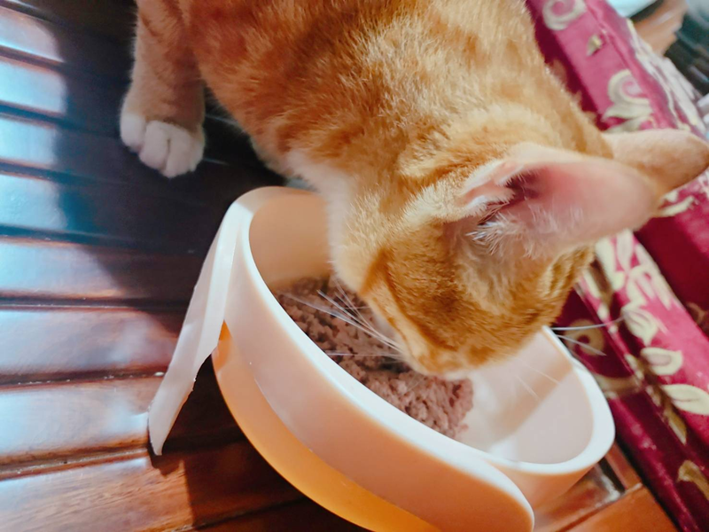 女人知己試用大隊,口碑行銷,部落客行銷,來自純淨自然無汙染的紐西蘭,自然主食罐,GHR 健康主義,GHR,貓用主食罐,貓罐,GHR貓用無穀主食罐,雞肉蔓越莓配方,鹿肉雞肉配方,牛羊加雞配方,刷尾負鼠肉雞肉配方,評價,口碑,適口性佳,心得,紐西蘭GHR,罐頭,貓咪,牛磺酸,軟骨素,維生素關節保健