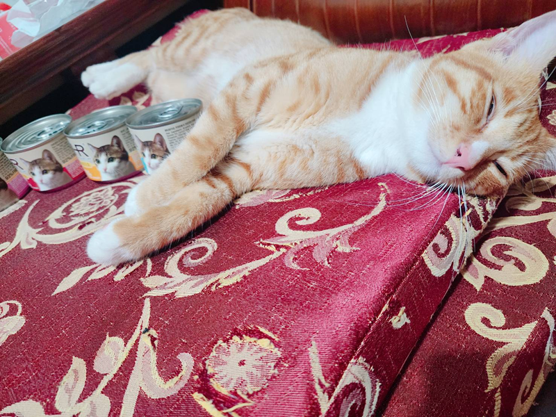 女人知己試用大隊,口碑行銷,部落客行銷,來自純淨自然無汙染的紐西蘭,自然主食罐,GHR 健康主義,GHR,貓用主食罐,貓罐,GHR貓用無穀主食罐,雞肉蔓越莓配方,鹿肉雞肉配方,牛羊加雞配方,刷尾負鼠肉雞肉配方,評價,口碑,適口性佳,心得,紐西蘭GHR,罐頭,貓咪,牛磺酸,軟骨素,維生素關節保健