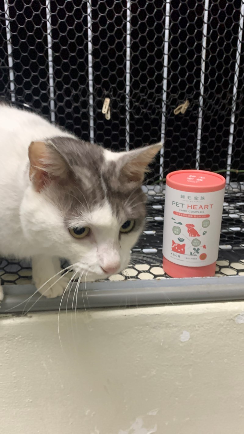 女人知己試用大隊,口碑行銷,部落客行銷,歸毛家族 Good寶寵物保健品,護心寶,視力寶,好吸收的小分子劑型,專業營養師團隊,堅持完整複方,多項國際專利認證,巴西綠蜂膠,游離型葉黃素,保持眼睛明亮,保護視力,專利蚓激酶,輔酵素Q10,幫助血液循環,心血管保健