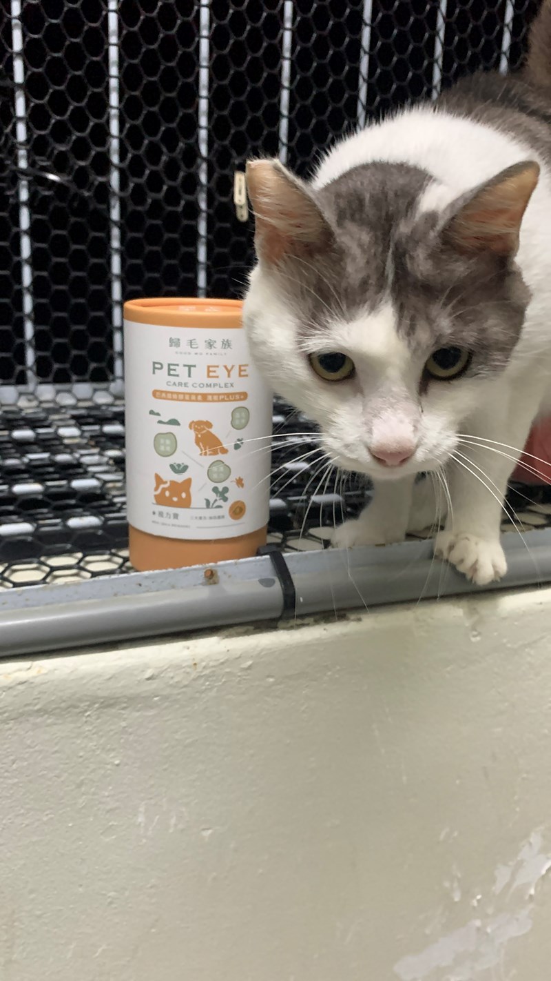 女人知己試用大隊,口碑行銷,部落客行銷,歸毛家族 Good寶寵物保健品,護心寶,視力寶,好吸收的小分子劑型,專業營養師團隊,堅持完整複方,多項國際專利認證,巴西綠蜂膠,游離型葉黃素,保持眼睛明亮,保護視力,專利蚓激酶,輔酵素Q10,幫助血液循環,心血管保健