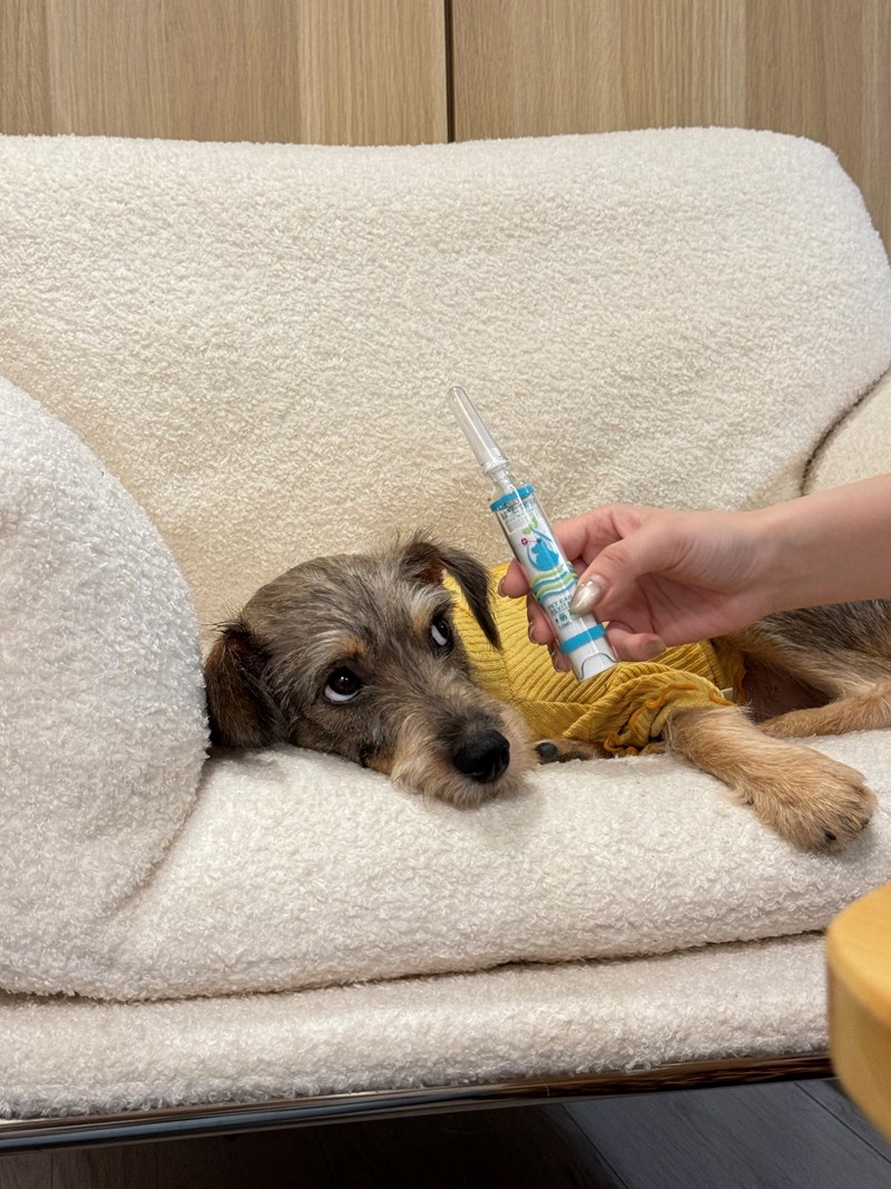 女人知己試用大隊,口碑行銷,部落客行銷,歸毛家族,歸毛家族萌耳液,歸毛家族萌耳靈,Goodmofamily歸毛家族 寵物萌耳保衛組,歸毛家族 萌耳保衛組,萌耳液,萌耳靈,精萃營養霜,耳道營養保護力,平衡耳道內油脂分泌,無抗生素,無類固醇,神經醯胺,歐盟有機認證成分,19種綜合胺基酸,榮獲SNQ國家認證,上萬毛爸媽見證,3週幫助耳道健康