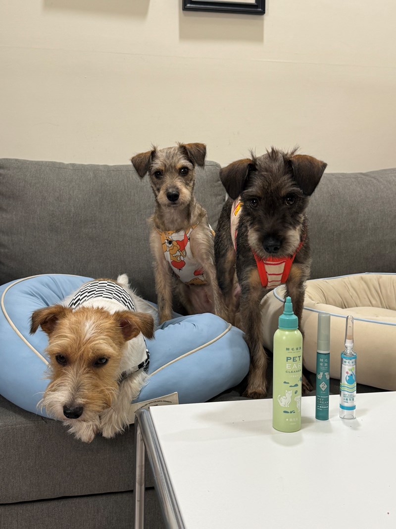 女人知己試用大隊,口碑行銷,部落客行銷,歸毛家族,歸毛家族萌耳液,歸毛家族萌耳靈,Goodmofamily歸毛家族 寵物萌耳保衛組,歸毛家族 萌耳保衛組,萌耳液,萌耳靈,精萃營養霜,耳道營養保護力,平衡耳道內油脂分泌,無抗生素,無類固醇,神經醯胺,歐盟有機認證成分,19種綜合胺基酸,榮獲SNQ國家認證,上萬毛爸媽見證,3週幫助耳道健康