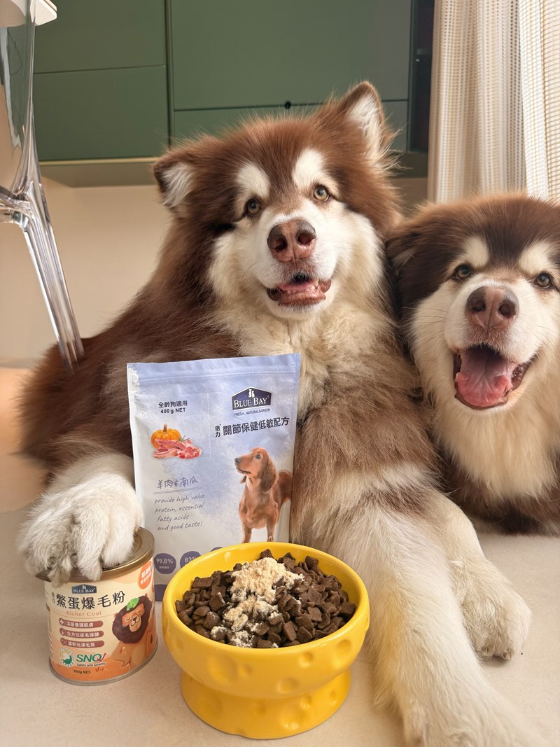 女人知己試用大隊,口碑行銷,部落客行銷,bluebay倍力鱉蛋爆毛養膚粉,倍力鱉蛋粉,鱉蛋粉推薦,養毛粉,換季掉毛,爆毛滑順,皮毛搔癢,鱉蛋粉皮膚,老狗鱉蛋粉,貓咪鱉蛋粉,搔抓,貓皮膚病/貓癬,皮膚保健,皮毛保健