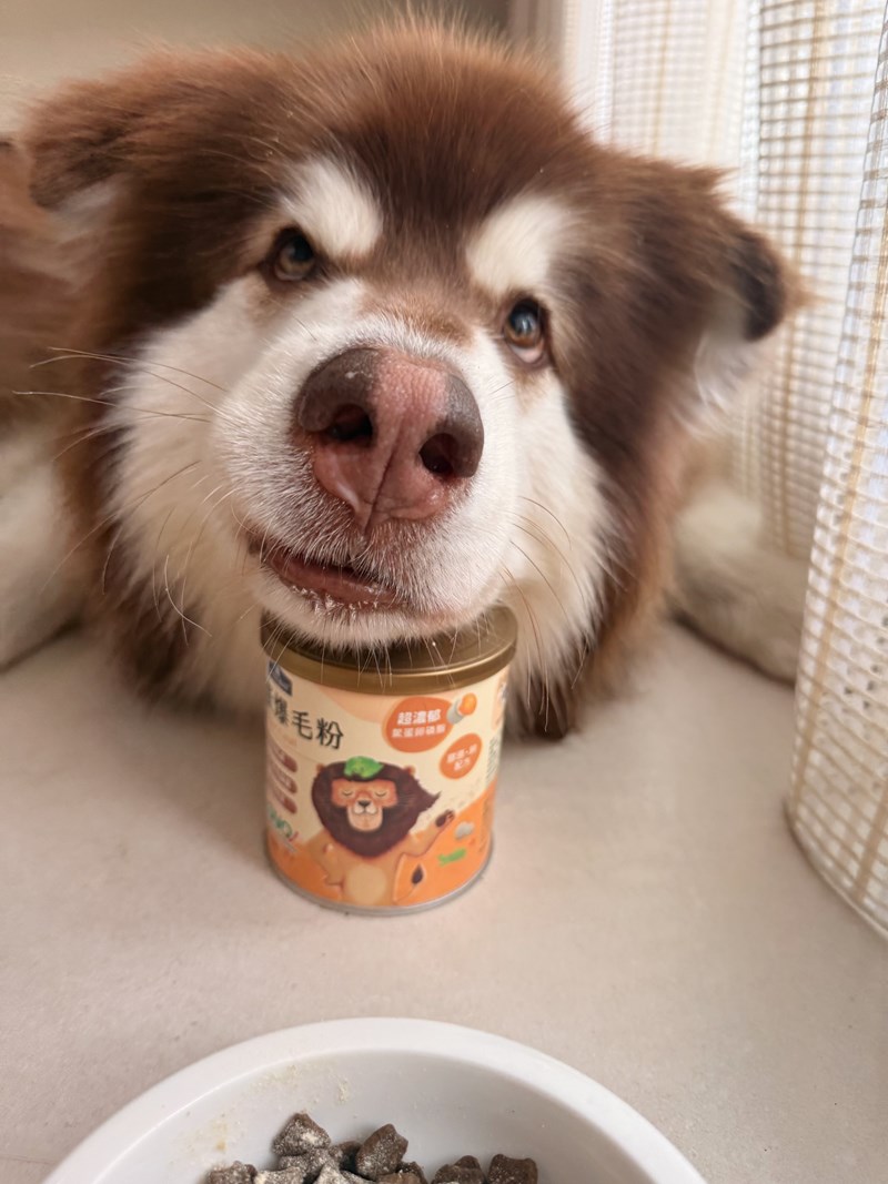 女人知己試用大隊,口碑行銷,部落客行銷,bluebay倍力鱉蛋爆毛養膚粉,倍力鱉蛋粉,鱉蛋粉推薦,養毛粉,換季掉毛,爆毛滑順,皮毛搔癢,鱉蛋粉皮膚,老狗鱉蛋粉,貓咪鱉蛋粉,搔抓,貓皮膚病/貓癬,皮膚保健,皮毛保健