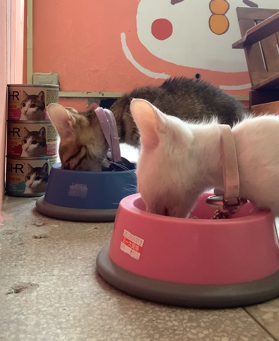 女人知己試用大隊,口碑行銷,部落客行銷,來自純淨自然無汙染的紐西蘭,自然主食罐,GHR 健康主義,GHR,貓用主食罐,貓罐,GHR貓用無穀主食罐,雞肉蔓越莓配方,鹿肉雞肉配方,牛羊加雞配方,刷尾負鼠肉雞肉配方,評價,口碑,適口性佳,心得,紐西蘭GHR,罐頭,貓咪,牛磺酸,軟骨素,維生素關節保健