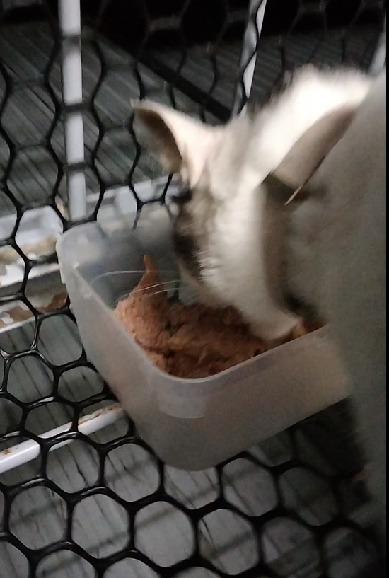 女人知己試用大隊,口碑行銷,部落客行銷,來自純淨自然無汙染的紐西蘭,自然主食罐,GHR 健康主義,GHR,貓用主食罐,貓罐,GHR貓用無穀主食罐,雞肉蔓越莓配方,鹿肉雞肉配方,牛羊加雞配方,刷尾負鼠肉雞肉配方,評價,口碑,適口性佳,心得,紐西蘭GHR,罐頭,貓咪,牛磺酸,軟骨素,維生素關節保健