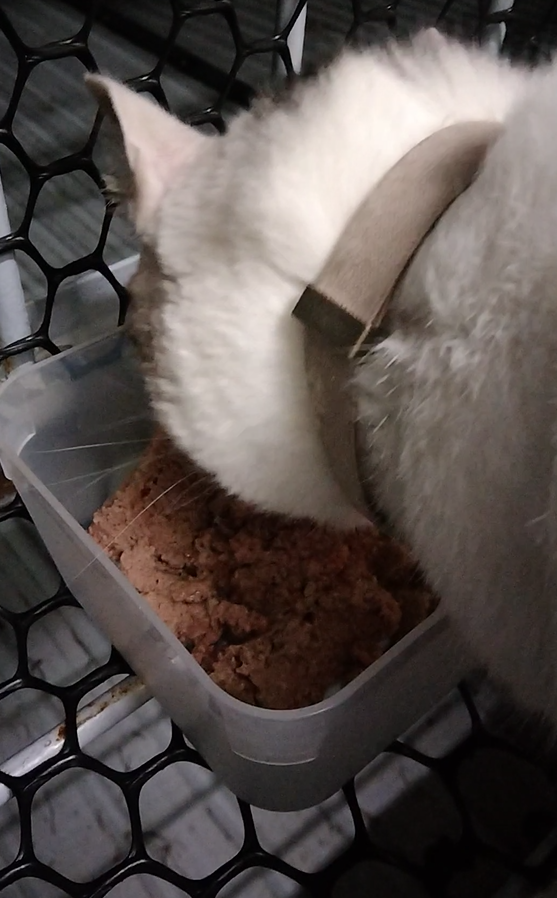 女人知己試用大隊,口碑行銷,部落客行銷,來自純淨自然無汙染的紐西蘭,自然主食罐,GHR 健康主義,GHR,貓用主食罐,貓罐,GHR貓用無穀主食罐,雞肉蔓越莓配方,鹿肉雞肉配方,牛羊加雞配方,刷尾負鼠肉雞肉配方,評價,口碑,適口性佳,心得,紐西蘭GHR,罐頭,貓咪,牛磺酸,軟骨素,維生素關節保健