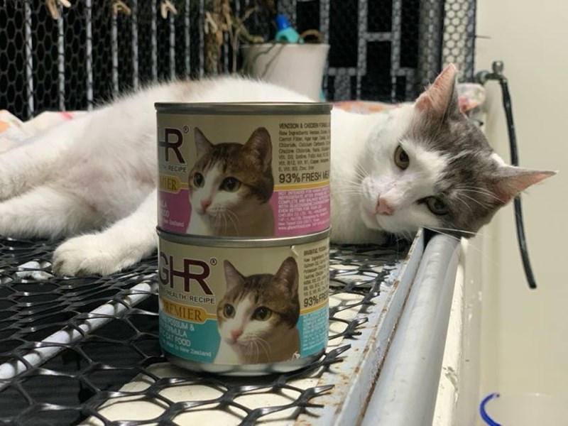 女人知己試用大隊,口碑行銷,部落客行銷,來自純淨自然無汙染的紐西蘭,自然主食罐,GHR 健康主義,GHR,貓用主食罐,貓罐,GHR貓用無穀主食罐,雞肉蔓越莓配方,鹿肉雞肉配方,牛羊加雞配方,刷尾負鼠肉雞肉配方,評價,口碑,適口性佳,心得,紐西蘭GHR,罐頭,貓咪,牛磺酸,軟骨素,維生素關節保健