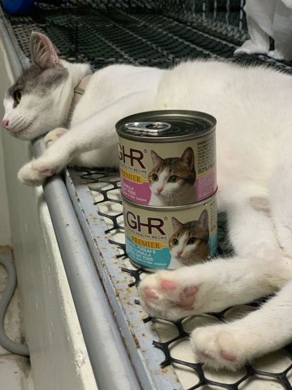 女人知己試用大隊,口碑行銷,部落客行銷,來自純淨自然無汙染的紐西蘭,自然主食罐,GHR 健康主義,GHR,貓用主食罐,貓罐,GHR貓用無穀主食罐,雞肉蔓越莓配方,鹿肉雞肉配方,牛羊加雞配方,刷尾負鼠肉雞肉配方,評價,口碑,適口性佳,心得,紐西蘭GHR,罐頭,貓咪,牛磺酸,軟骨素,維生素關節保健