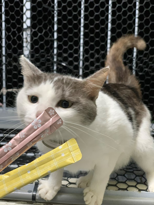 女人知己試用大隊,口碑行銷,部落客行銷,歸毛家族 Good寶寵物保健品,護心寶,視力寶,好吸收的小分子劑型,專業營養師團隊,堅持完整複方,多項國際專利認證,巴西綠蜂膠,游離型葉黃素,保持眼睛明亮,保護視力,專利蚓激酶,輔酵素Q10,幫助血液循環,心血管保健