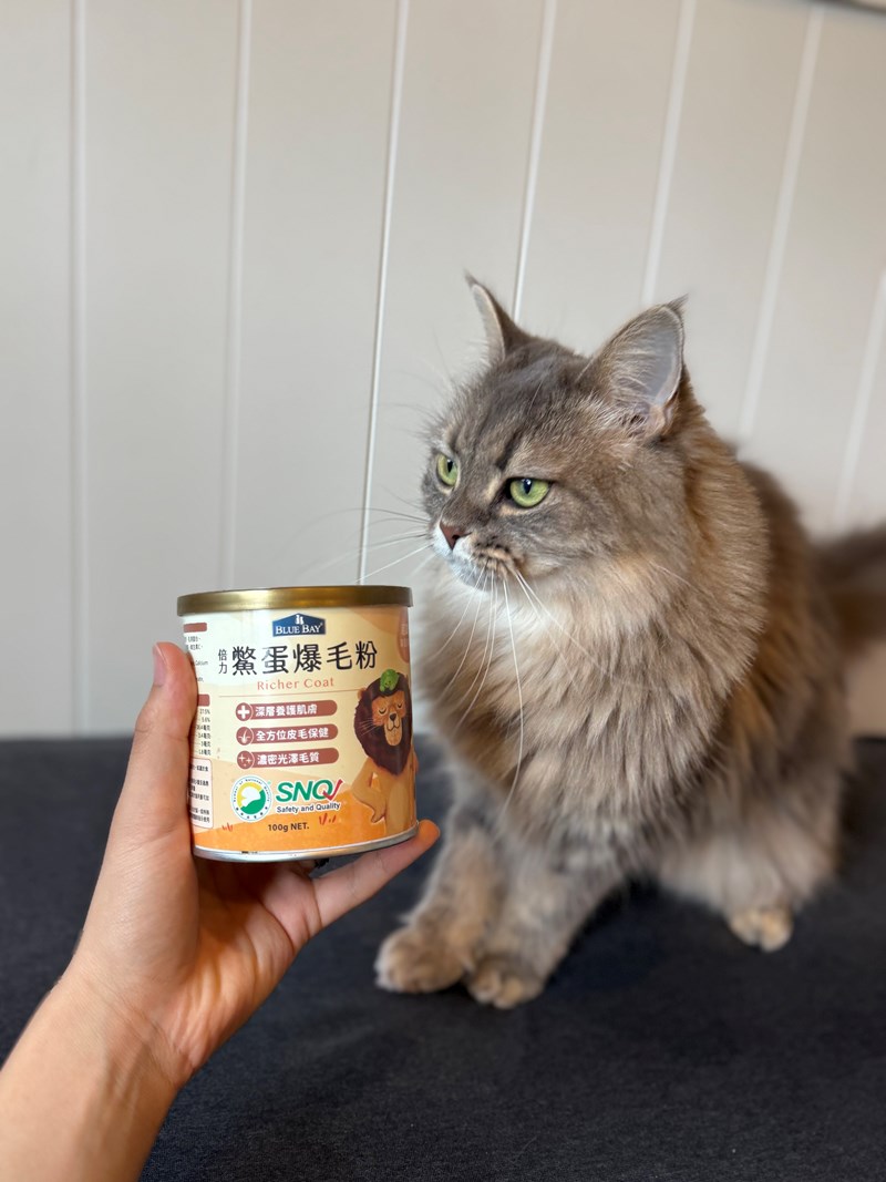 女人知己試用大隊,口碑行銷,部落客行銷,bluebay倍力鱉蛋爆毛養膚粉,倍力鱉蛋粉,鱉蛋粉推薦,養毛粉,換季掉毛,爆毛滑順,皮毛搔癢,鱉蛋粉皮膚,老狗鱉蛋粉,貓咪鱉蛋粉,搔抓,貓皮膚病/貓癬,皮膚保健,皮毛保健