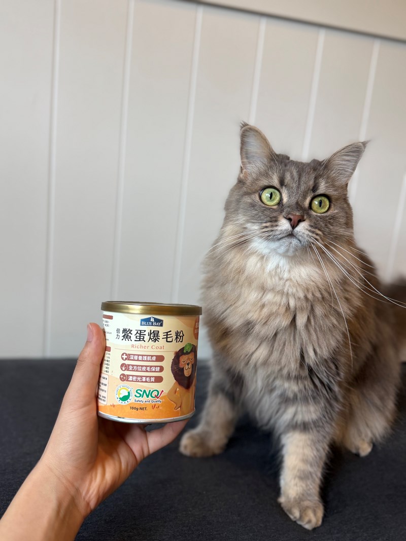 女人知己試用大隊,口碑行銷,部落客行銷,bluebay倍力鱉蛋爆毛養膚粉,倍力鱉蛋粉,鱉蛋粉推薦,養毛粉,換季掉毛,爆毛滑順,皮毛搔癢,鱉蛋粉皮膚,老狗鱉蛋粉,貓咪鱉蛋粉,搔抓,貓皮膚病/貓癬,皮膚保健,皮毛保健