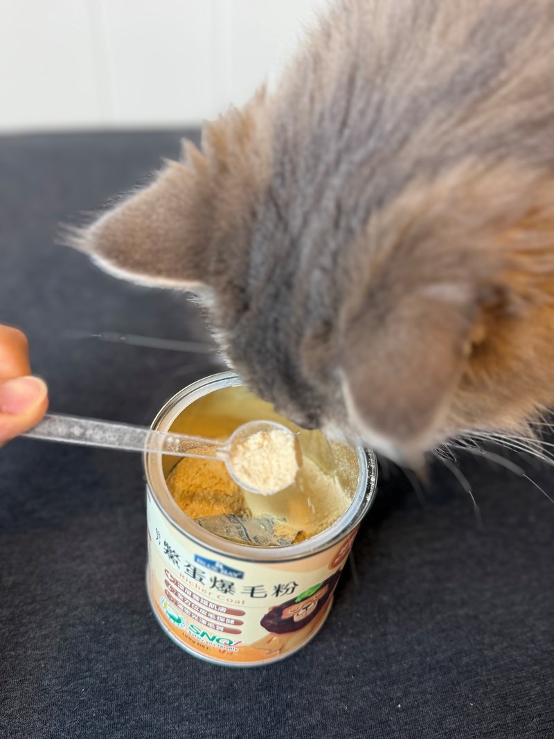 女人知己試用大隊,口碑行銷,部落客行銷,bluebay倍力鱉蛋爆毛養膚粉,倍力鱉蛋粉,鱉蛋粉推薦,養毛粉,換季掉毛,爆毛滑順,皮毛搔癢,鱉蛋粉皮膚,老狗鱉蛋粉,貓咪鱉蛋粉,搔抓,貓皮膚病/貓癬,皮膚保健,皮毛保健