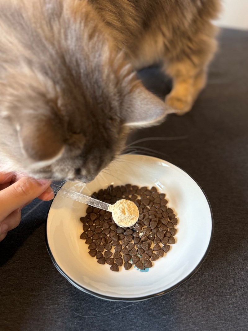 女人知己試用大隊,口碑行銷,部落客行銷,bluebay倍力鱉蛋爆毛養膚粉,倍力鱉蛋粉,鱉蛋粉推薦,養毛粉,換季掉毛,爆毛滑順,皮毛搔癢,鱉蛋粉皮膚,老狗鱉蛋粉,貓咪鱉蛋粉,搔抓,貓皮膚病/貓癬,皮膚保健,皮毛保健