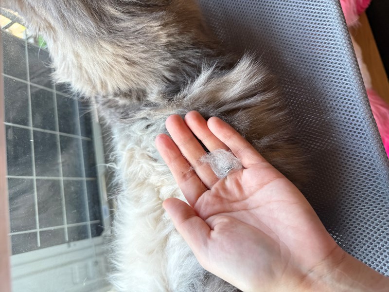 女人知己試用大隊,口碑行銷,部落客行銷,bluebay倍力鱉蛋爆毛養膚粉,倍力鱉蛋粉,鱉蛋粉推薦,養毛粉,換季掉毛,爆毛滑順,皮毛搔癢,鱉蛋粉皮膚,老狗鱉蛋粉,貓咪鱉蛋粉,搔抓,貓皮膚病/貓癬,皮膚保健,皮毛保健