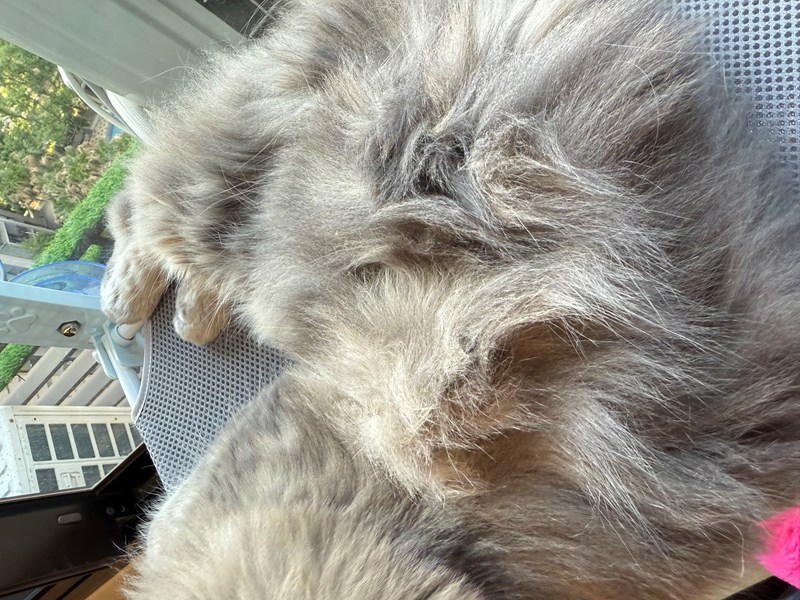 女人知己試用大隊,口碑行銷,部落客行銷,bluebay倍力鱉蛋爆毛養膚粉,倍力鱉蛋粉,鱉蛋粉推薦,養毛粉,換季掉毛,爆毛滑順,皮毛搔癢,鱉蛋粉皮膚,老狗鱉蛋粉,貓咪鱉蛋粉,搔抓,貓皮膚病/貓癬,皮膚保健,皮毛保健