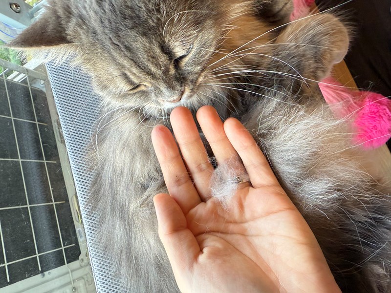 女人知己試用大隊,口碑行銷,部落客行銷,bluebay倍力鱉蛋爆毛養膚粉,倍力鱉蛋粉,鱉蛋粉推薦,養毛粉,換季掉毛,爆毛滑順,皮毛搔癢,鱉蛋粉皮膚,老狗鱉蛋粉,貓咪鱉蛋粉,搔抓,貓皮膚病/貓癬,皮膚保健,皮毛保健