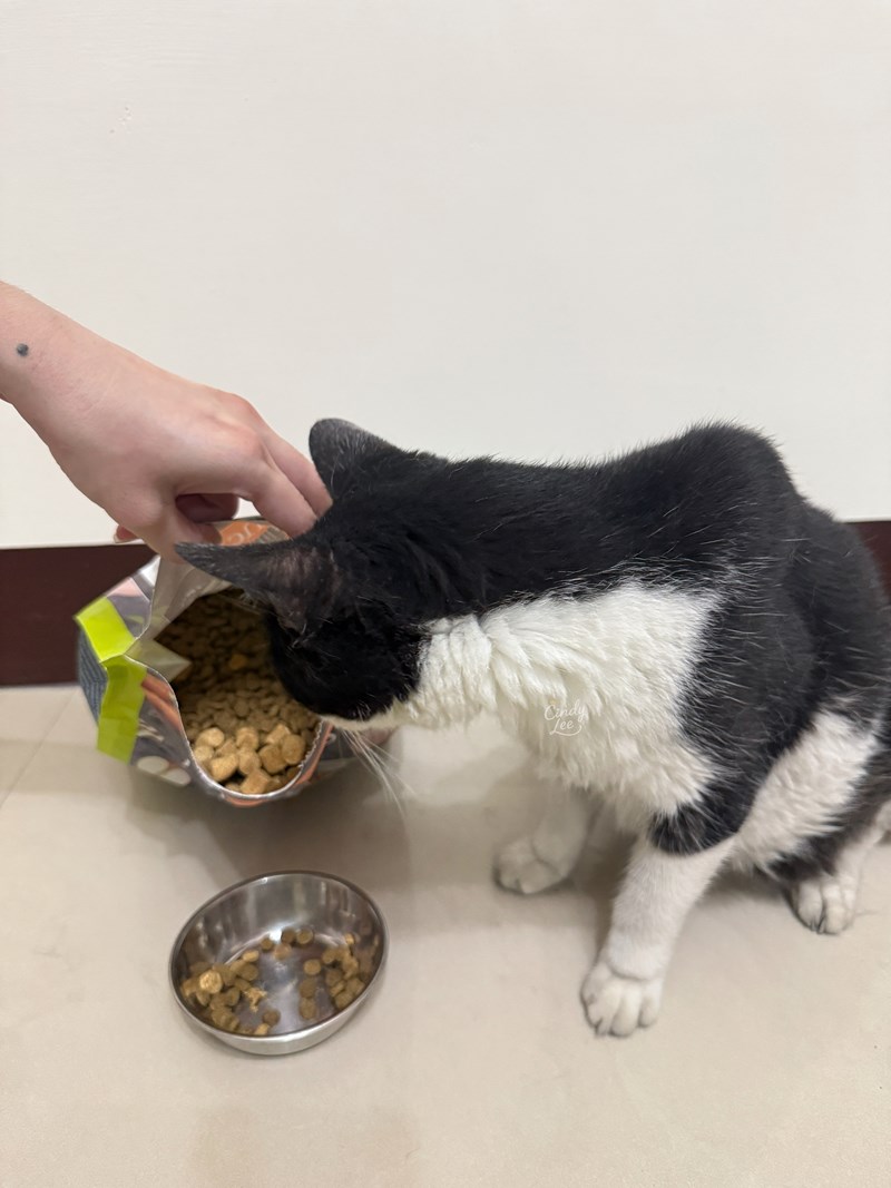 [寵物]美國原點Instinct【健康體態低脂雞肉凍乾成貓配