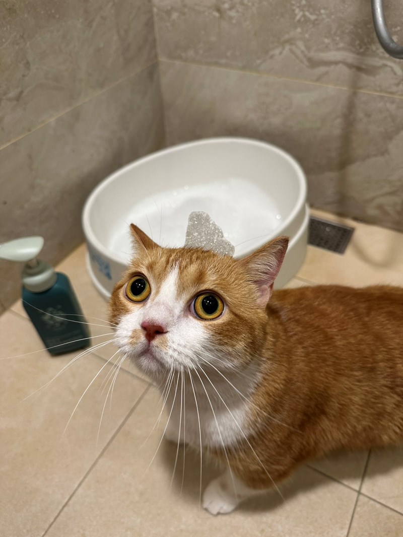 Goodmofamily歸毛家族 寵物肌膚救星組 - 第4張圖 試用