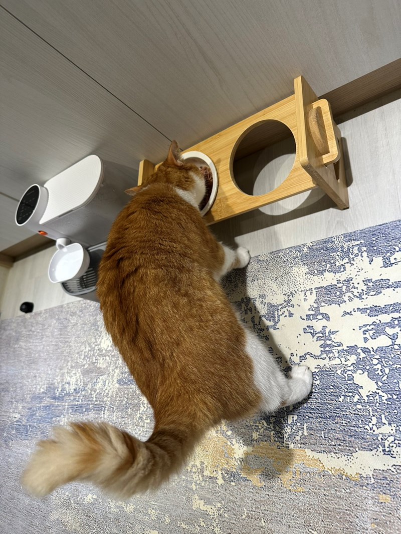 Goodmofamily歸毛家族 Good寶系列寵物保健品:免疫寶+美膚寶 - 第6張圖 試用