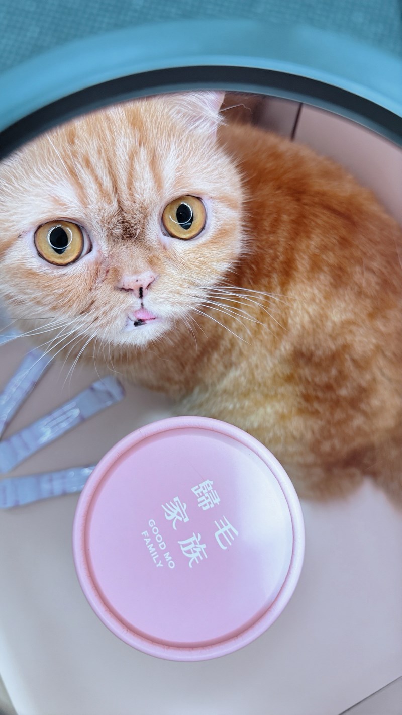 女人知己試用大隊,口碑行銷,部落客行銷,Goodmofamily歸毛家族 Good寶系列寵物保健品,歸毛家族Good寶系列寵物保健品,美膚寶,免疫寶,專利雙效益菌累積達140項認證,法國初乳蛋白,美國專利魚油粉,針對五臟六腑全面打底,維持免疫力,維持抵抗力,專利水溶蝦紅素,抗氧化之王,無毒養殖去殼鱉蛋粉,富含卵磷脂,好吸收的小分子劑型,堅持完整複方,多項國際專利認證,專業營養師團隊