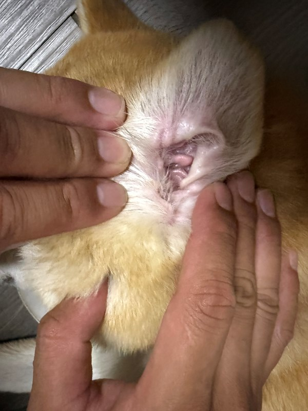 女人知己試用大隊,口碑行銷,部落客行銷,歸毛家族,歸毛家族萌耳液,歸毛家族萌耳靈,Goodmofamily歸毛家族 寵物萌耳保衛組,歸毛家族 萌耳保衛組,萌耳液,萌耳靈,精萃營養霜,耳道營養保護力,平衡耳道內油脂分泌,無抗生素,無類固醇,神經醯胺,歐盟有機認證成分,19種綜合胺基酸,榮獲SNQ國家認證,上萬毛爸媽見證,3週幫助耳道健康